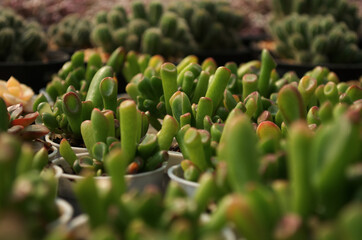 green plant in pot with blur