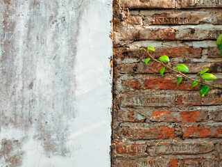 old brick wall and vine leaves