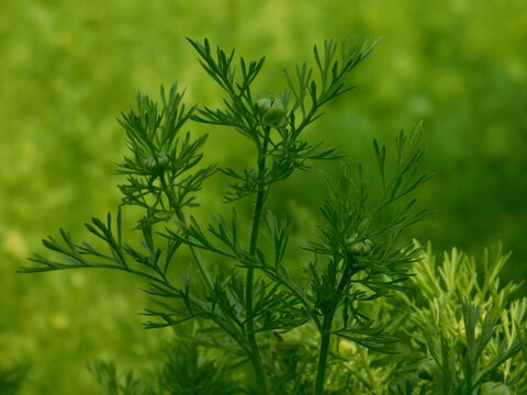 black cumin plant in india