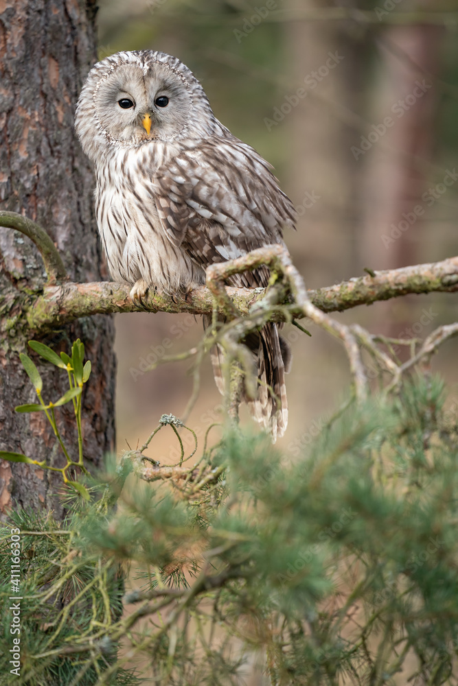 Poster ural owl sitting on a coniferous tree. strix uralensis
