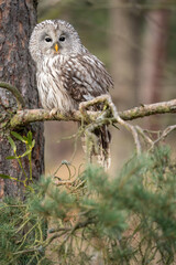 Ural owl sitting on a coniferous tree. Strix uralensis