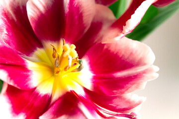 Macro photography of a white-pink tulip, stamens close-up. Selective focus.