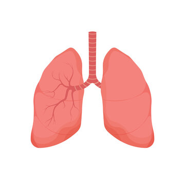 Healthy Lungs - human internal organ. Respiratory system icon. Anatomy, medicine concept. Healthcare. Vector illustration isolated on white background.