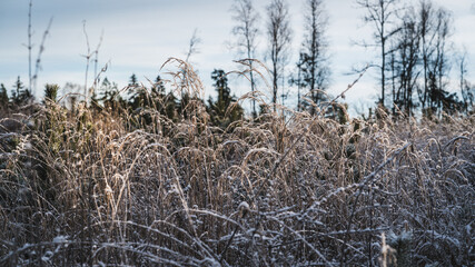 Fototapeta premium Sun-lit grass stalks covered with frost, grow young pines. Background blurred, forest.