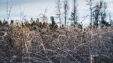 Sun-lit grass stalks covered with frost, grow young pines. Background blurred, forest.