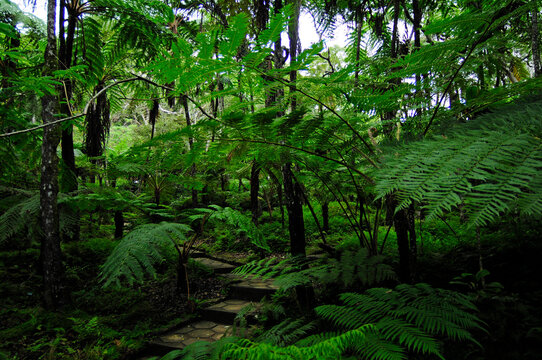 tropical Rainforest in Sri Lanka // tropischer Regenwald in Sri Lanka