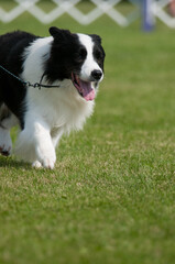 border collie dog at dog show