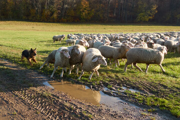 Sheep herd is herded together by a brown shepherd dog, puddle in the foreground.