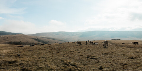 Herd of cows on the mountain top