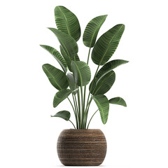 tropical plants Strelitzia in a bascket on a white background