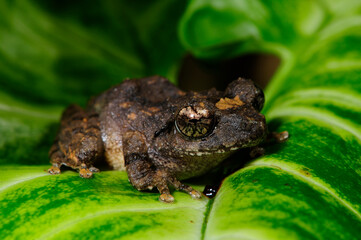 shrub frog // Ruderfrosch (Pseudophilautus spec.) - Sri Lanka © bennytrapp