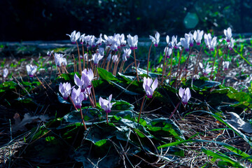 Fototapete bei efototapeten.de bestellen   