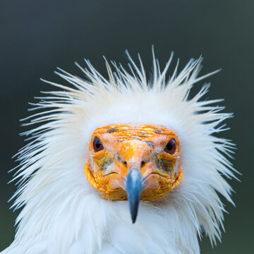 Detail of the head of an Egyptian Vulture (Neophron percnopterus). White scavenger vulture or pharaoh's chicken. In Spanish Alimoche com&uacute;n, abanto,​ guirre o buitre egipcio