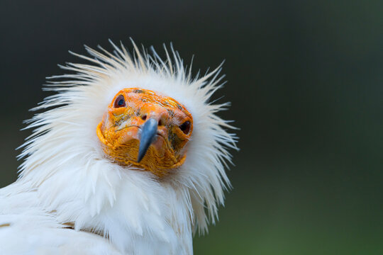 Detail of the head of an Egyptian Vulture (Neophron percnopterus). White scavenger vulture or pharaoh's chicken. In Spanish Alimoche com&uacute;n, abanto,​ guirre o buitre egipcio