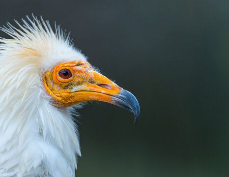Detail of the head of an Egyptian Vulture (Neophron percnopterus). White scavenger vulture or pharaoh's chicken. In Spanish Alimoche com&uacute;n, abanto,​ guirre o buitre egipcio