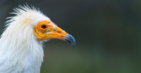 Detail of the head of an Egyptian Vulture (Neophron percnopterus). White scavenger vulture or pharaoh's chicken. In Spanish Alimoche común, abanto,​ guirre o buitre egipcio