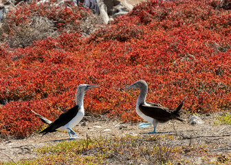 The blue-footed booby (Sula nebouxii) courtship display in Galapagos Islands, Ecuadorian Pacific.