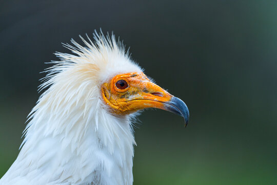 Detail of the head of an Egyptian Vulture (Neophron percnopterus). White scavenger vulture or pharaoh's chicken. In Spanish Alimoche com&uacute;n, abanto,​ guirre o buitre egipcio