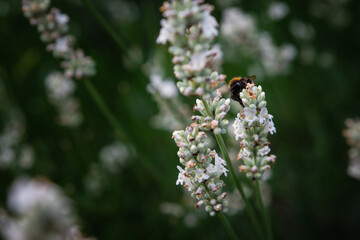 Bumblebee on white lavender hiding