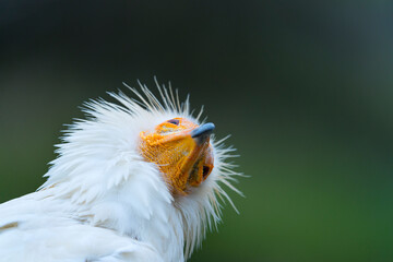 Detail of the head of an Egyptian Vulture (Neophron percnopterus). White scavenger vulture or pharaoh's chicken. In Spanish Alimoche común, abanto,​ guirre o buitre egipcio