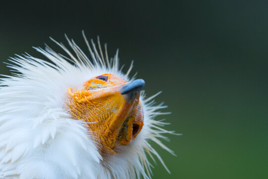 Detail of the head of an Egyptian Vulture (Neophron percnopterus). White scavenger vulture or pharaoh's chicken. In Spanish Alimoche com&uacute;n, abanto,​ guirre o buitre egipcio