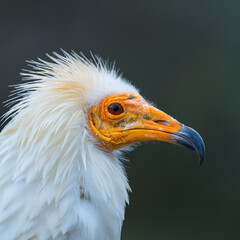 Detail of the head of an Egyptian Vulture (Neophron percnopterus). White scavenger vulture or pharaoh's chicken. In Spanish Alimoche común, abanto,​ guirre o buitre egipcio