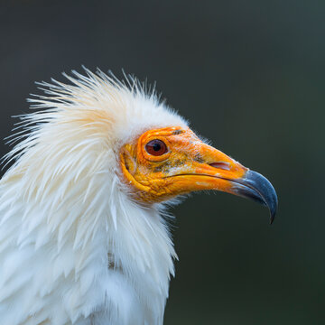 Detail of the head of an Egyptian Vulture (Neophron percnopterus). White scavenger vulture or pharaoh's chicken. In Spanish Alimoche com&uacute;n, abanto,​ guirre o buitre egipcio