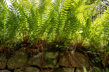 Farnpflanzen auf einer Natursteinmauer