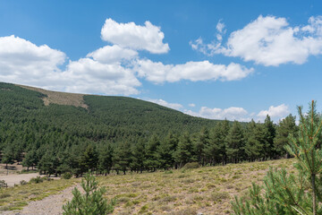 pine forest in Sierra Nevada in southern Spain