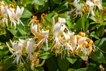 Chèvrefeuille en fleur	