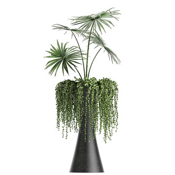 palm tree in a black pot on a white background