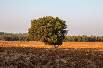 Obraz premium plowed field in autumn