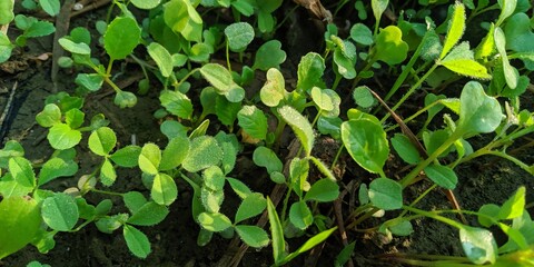 green leaves background