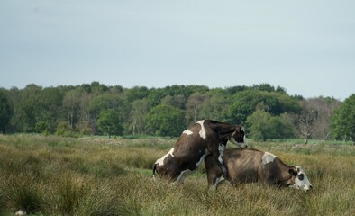 Countrylife