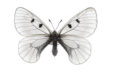 Butterfly - The clouded Apollo (Parnassius mnemosyne) isolated on white