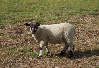 Obraz premium Sheep in farm.