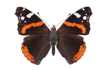 Butterfly - the red admiral (Vanessa atalanta) isolated on white