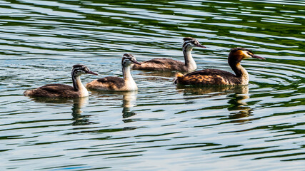 Great crested grebe  with three nestlings swimming on lake, 