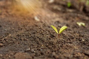 Seedlings grow from the rich soil into the shining morning sunshine, an ecological concept.