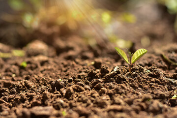 Seedlings grow from the rich soil into the shining morning sunshine, an ecological concept.