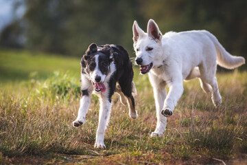 Border Collie and White Swiss Shepherd Dog puppy playing on a meadow