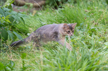 Blaues Somali Kitten im Garten