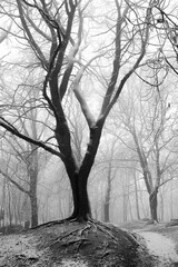 Trees in a snowstorm in winter