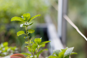 Mint herbs and succulents in a concrete plant pot, with selective focus, shot from the side. Isolated branch in soft light