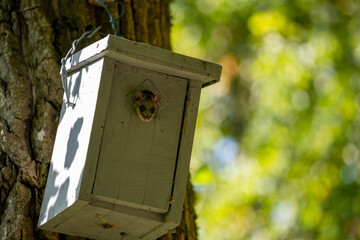 Siebenschläfer in Vogelhaus