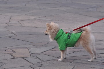 Dog on a leash in Almaty park