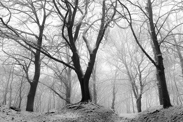 Trees in a snowstorm in winter