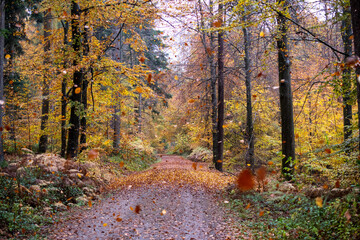 Herbstwald

