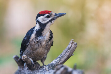 Closeup of a great spotted woodpecker bird, Dendrocopos major