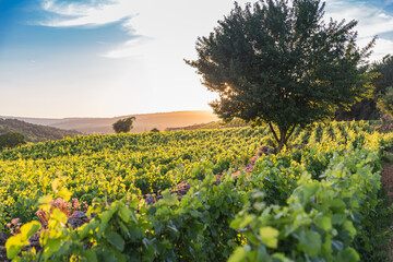 Fototapeta na wymiar View over a vineyard in Pommard, France